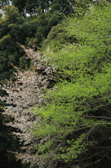 新緑と桜