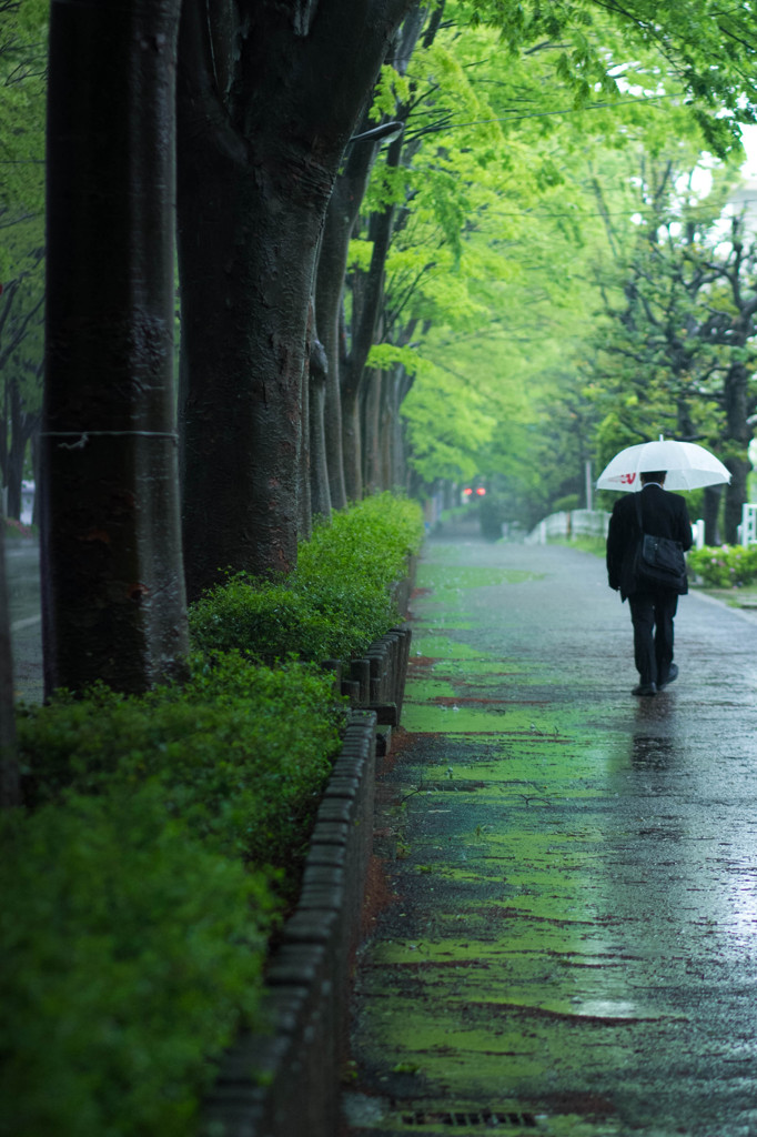 雨の街路樹