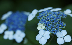 blueberry flower
