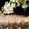 夜桜と2