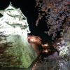 ライトアップされた弘前城と桜