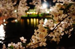 夜桜と