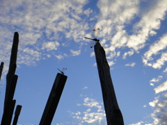 夕暮れとトンボ