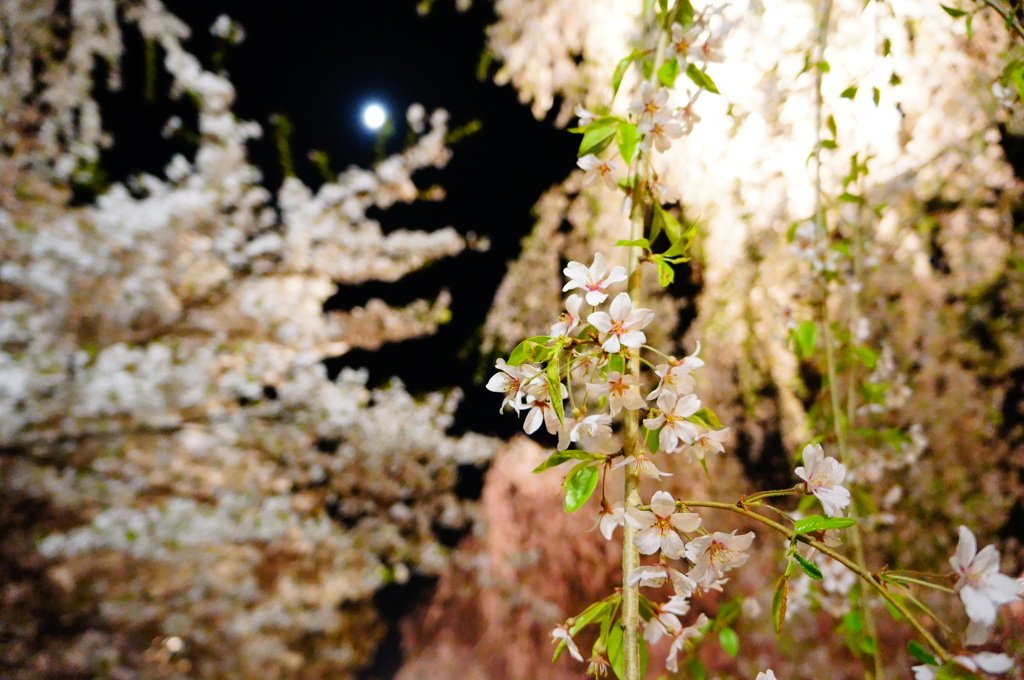 夜桜と月