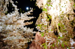 夜桜と月