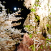 夜桜と月