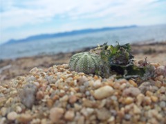 直島