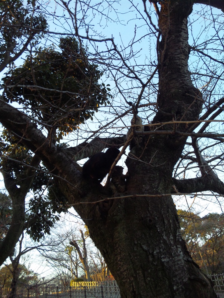ねこ