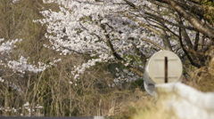 野桜
