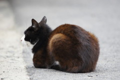 野良猫