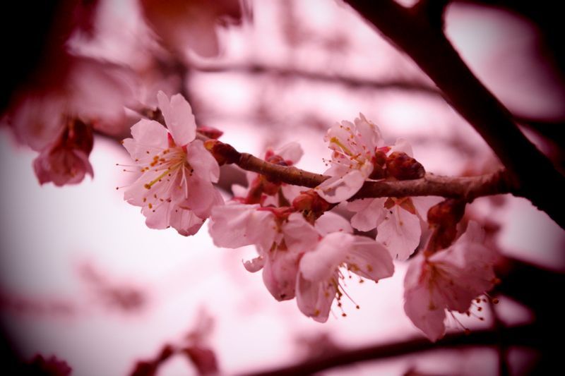 sakura