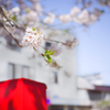 桜３