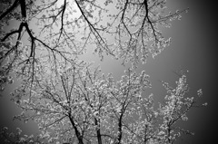 _MG_0561_1