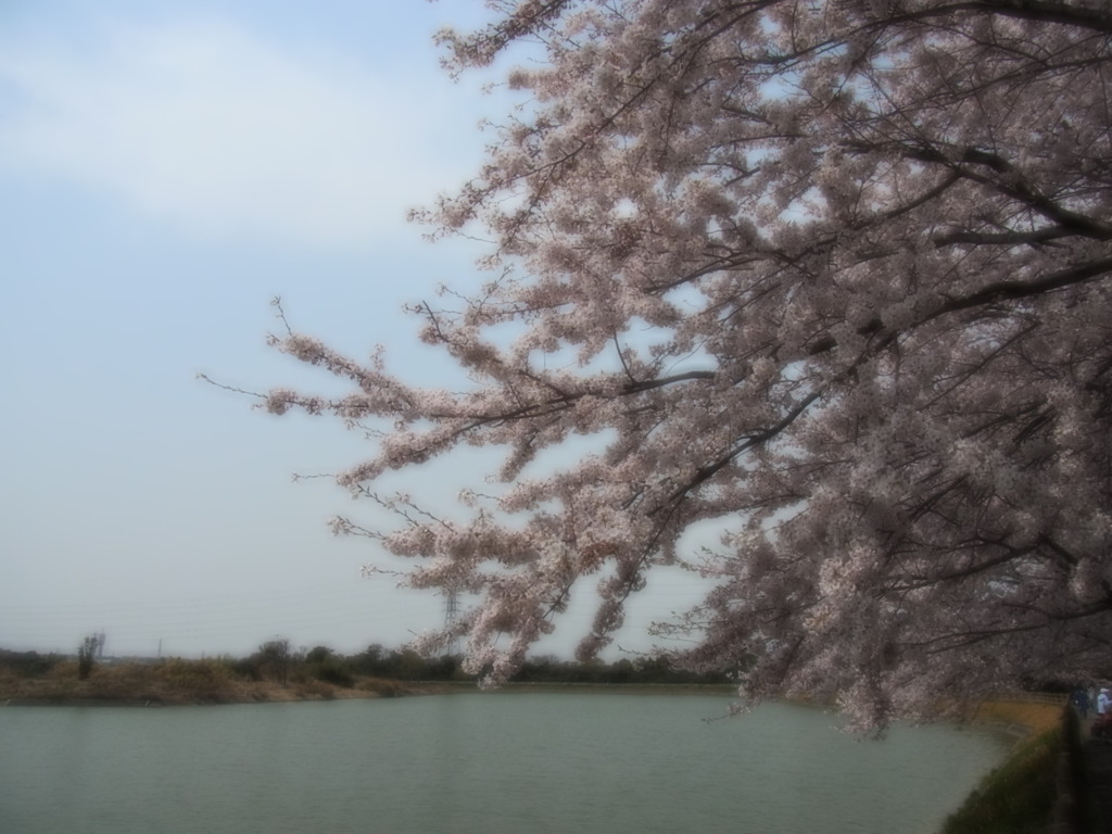 サクラ(ｿﾌﾄ)