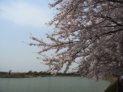 サクラ(ｿﾌﾄ)