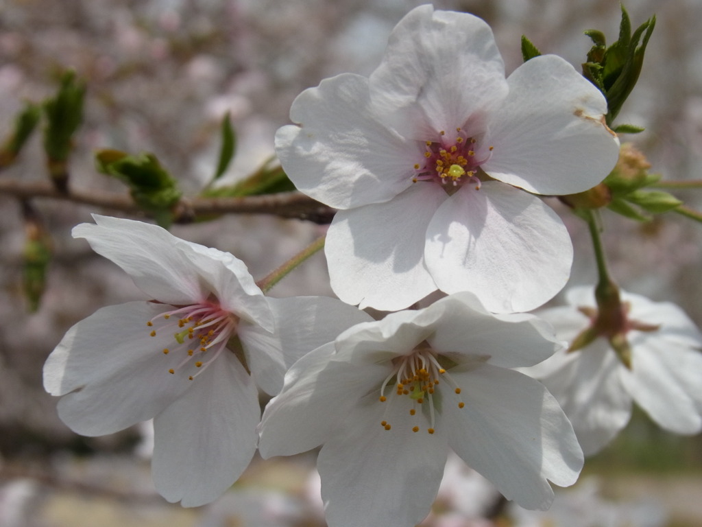 サクラ(ﾏｸﾛ)