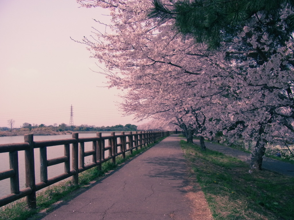 サクラ(ﾏｾﾞﾝﾀ)