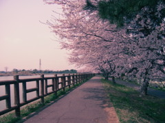 サクラ(ﾏｾﾞﾝﾀ)