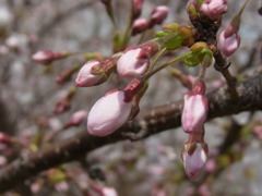 サクラつぼみ