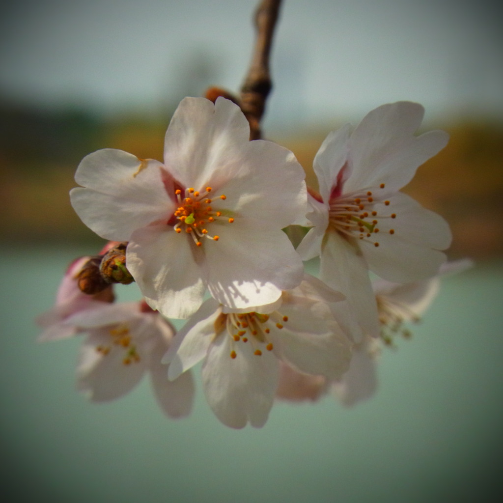 サクラ(ﾏｸﾛToy1)