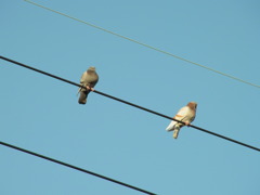 電線に鳩