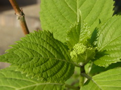 あじさいつぼみ