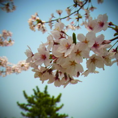 サクラ(ﾏｸﾛToy2)