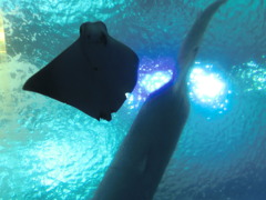 CIMG0613