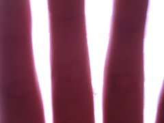 CIMG2229