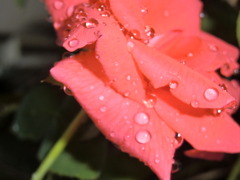 CIMG0081