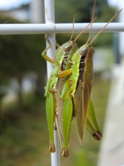 CIMG0345
