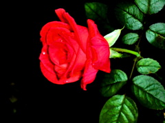 CIMG0273 