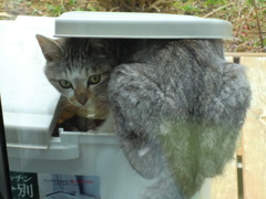 確信犯だ！