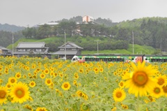 ひまわり＆アンパンマン列車　