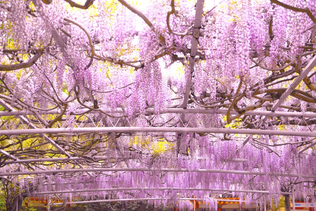 藤のアメ