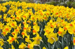 H23.4.2　公園　水仙