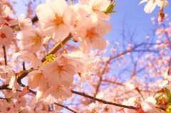 H23.4.9　サクラ