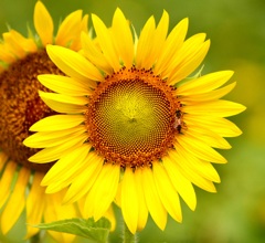 かわいこちゃん