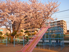 夕焼けの桜