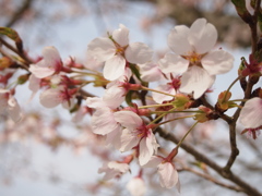 桜
