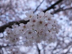 sakura