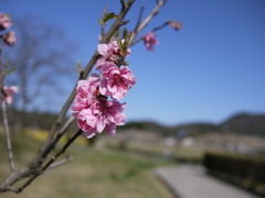 ume
