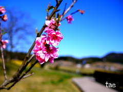 春。