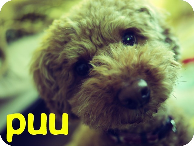 puu