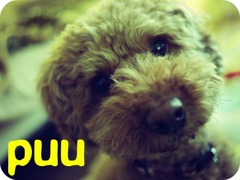 puu