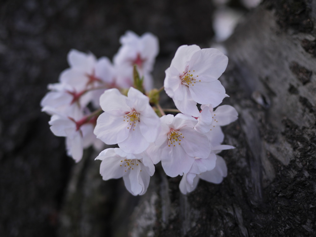 sakura