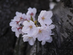 sakura