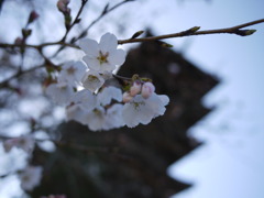 sakura