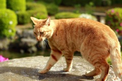 岩国　猫