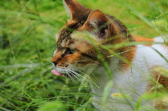 秋葉原の猫　その３